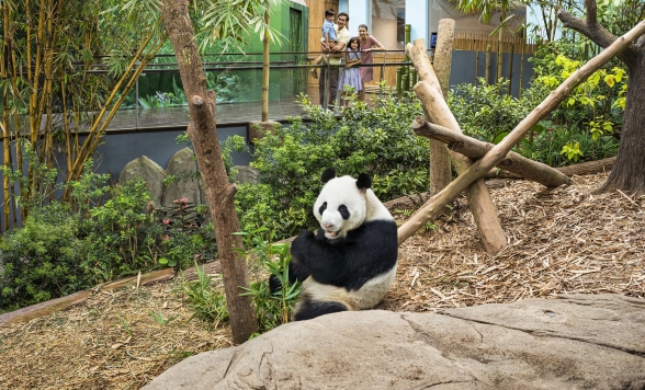 リバーワンダーでパンダに会いに行こう＜午後半日コース/日本語ガイド/往路送迎付き/ジャイアントパンダ見学/アマゾンリバークエスト乗船＞